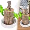 Brazil Wood Hydroponic Potted Plant Indoor Lucky Wood Potted Hydroponic Office
